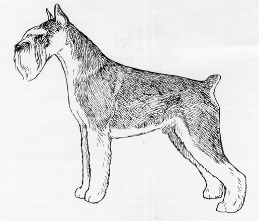 UKC Breed Standards: Standard Schnauzer