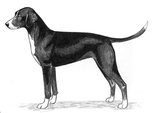 Breed Standards : Stephens' Cur United Kennel Club (UKC)