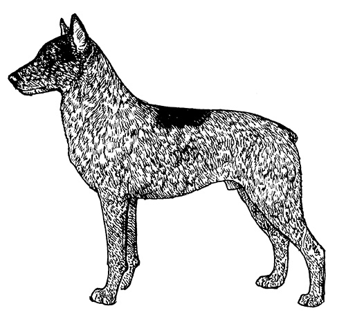 UKC Breed Standards: Stumpy Tail Cattle Dog