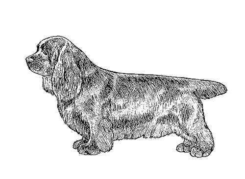 UKC Breed Standards: Sussex Spaniel