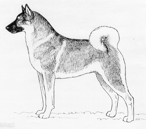UKC Breed Standards: Swedish Elkhound