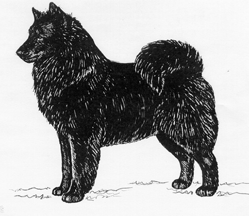 UKC Breed Standards: Swedish Lapphund