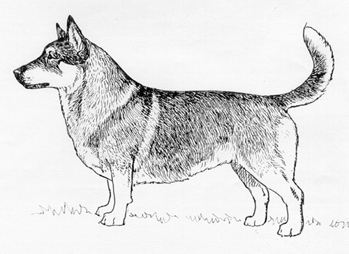 UKC Breed Standards: Swedish Vallhund