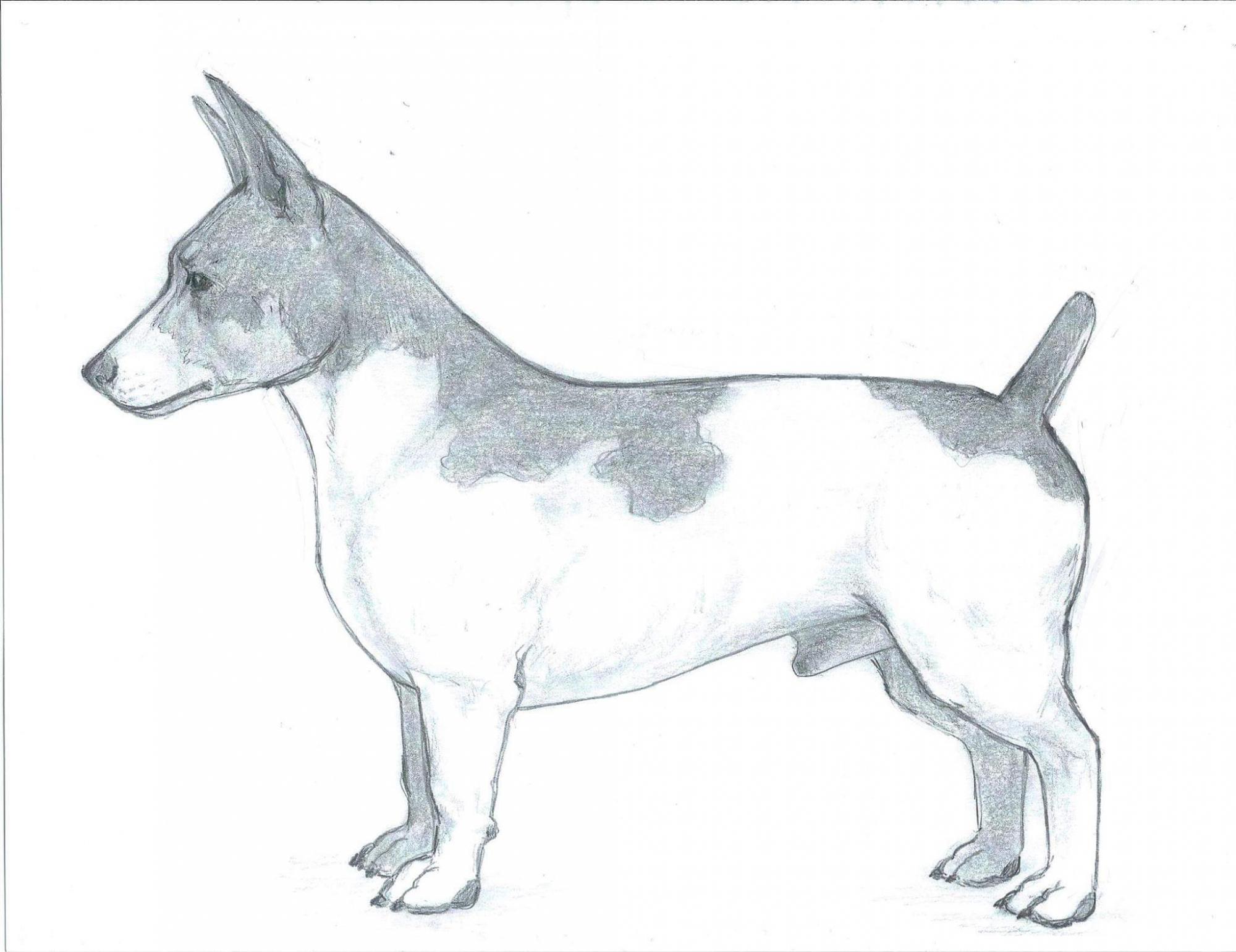 UKC Breed Standards: Teddy Roosevelt Terrier