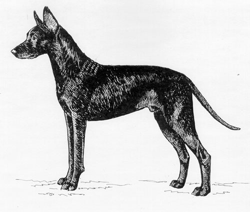 UKC Breed Standards: Thai Ridgeback