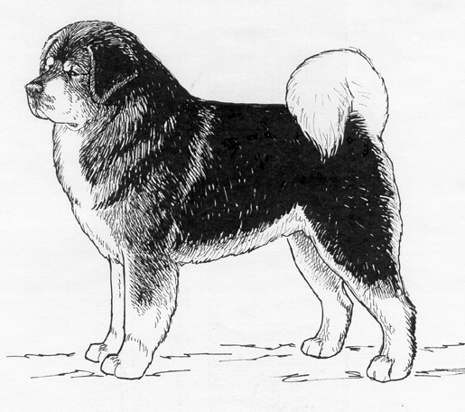 UKC Breed Standards: Tibetan MAstiff