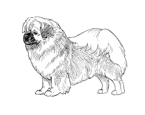 UKC Breed Standards: Tibetan Spaniel