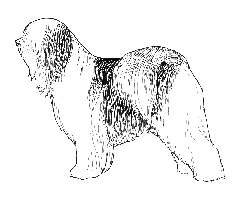 UKC Breed Standards: Tibetan Terrier