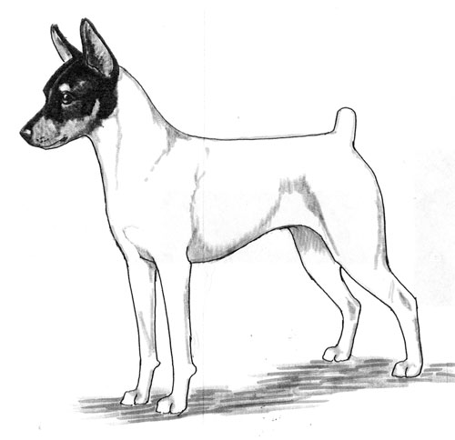 Breed Standards Toy Fox Terrier