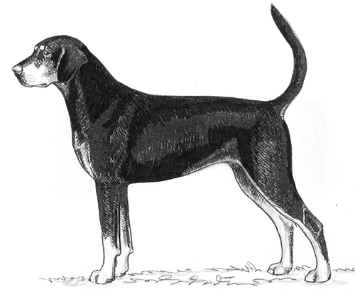 UKC Breed Standards: Transylvanian Hound