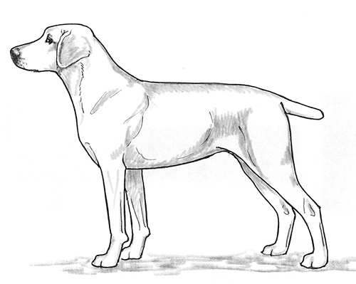 White cur dog new arrivals
