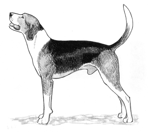 black walker hound