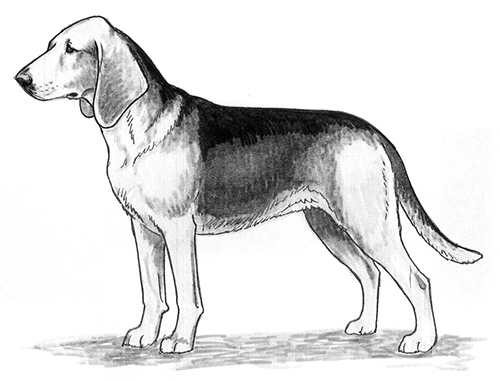 UKC Breed Standards: Tyrolean Hound