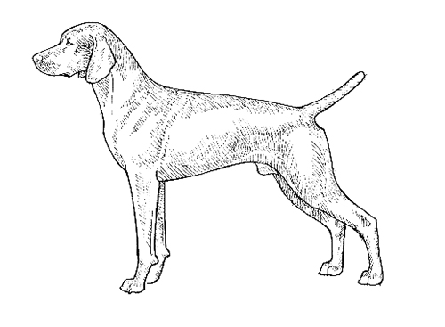 UKC Breed Standards: Vizsla