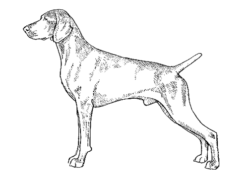 UKC Breed Standards: Weimaraner