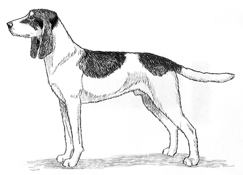 welsh foxhound