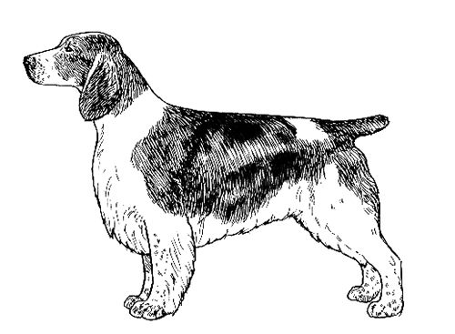 Welsh springer sales spaniel breed standard