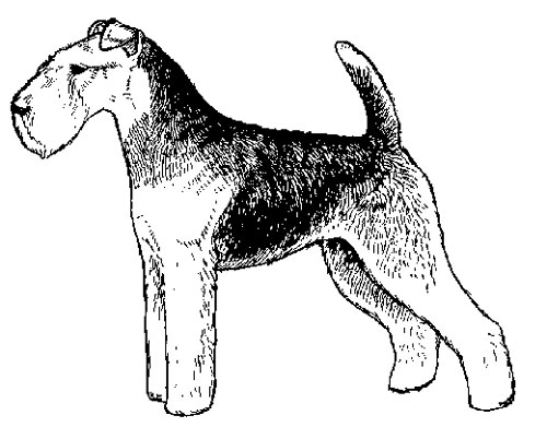 UKC Breed Standards: Welsh Terrier