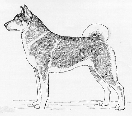 UKC Breed Standards: West Siberian Laika