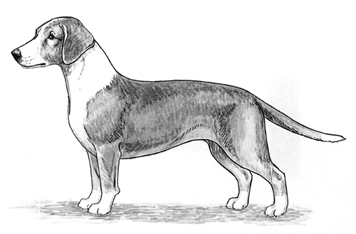 UKC Breed Standards: Westphalian Dachsbracke