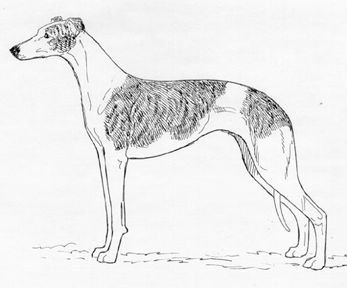 UKC Breed Standards: Whippet