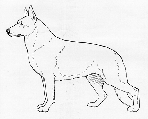 UKC Breed Standards: White Shepherd