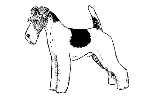 UKC Breed Standards: Wire Fox Terrier