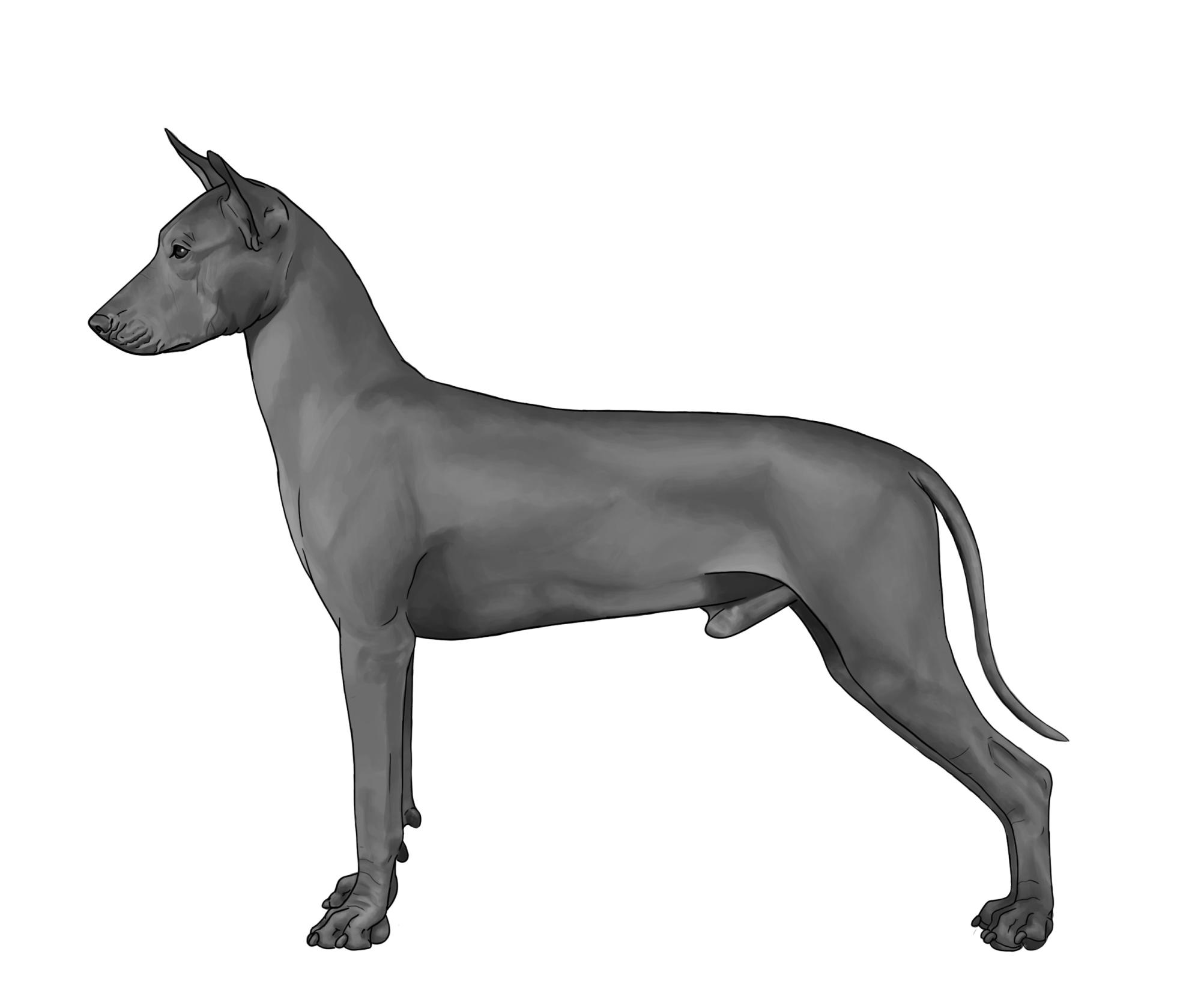 UKC Breed Standards: Xoloitzcuintli