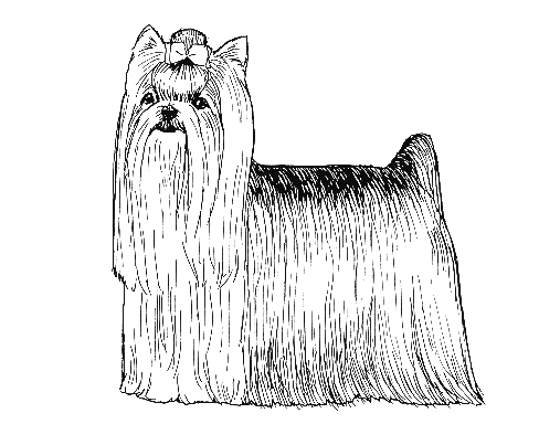 UKC Breed Standards: Yorkshire Terrier