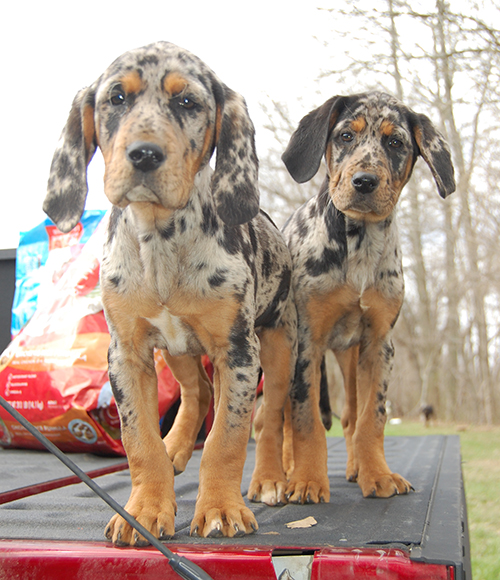 American Leopard Hound pups