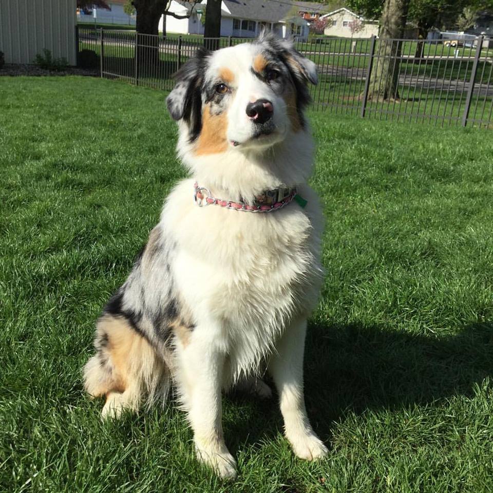 australian-shepherd-claire