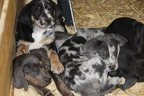 Find a pup sired by a UKC PRP sire!