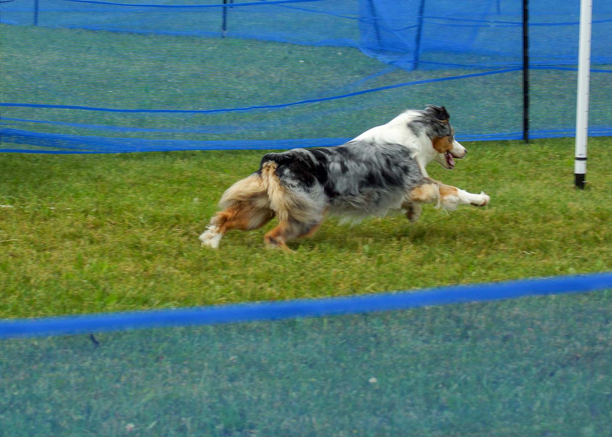 Precision Coursing