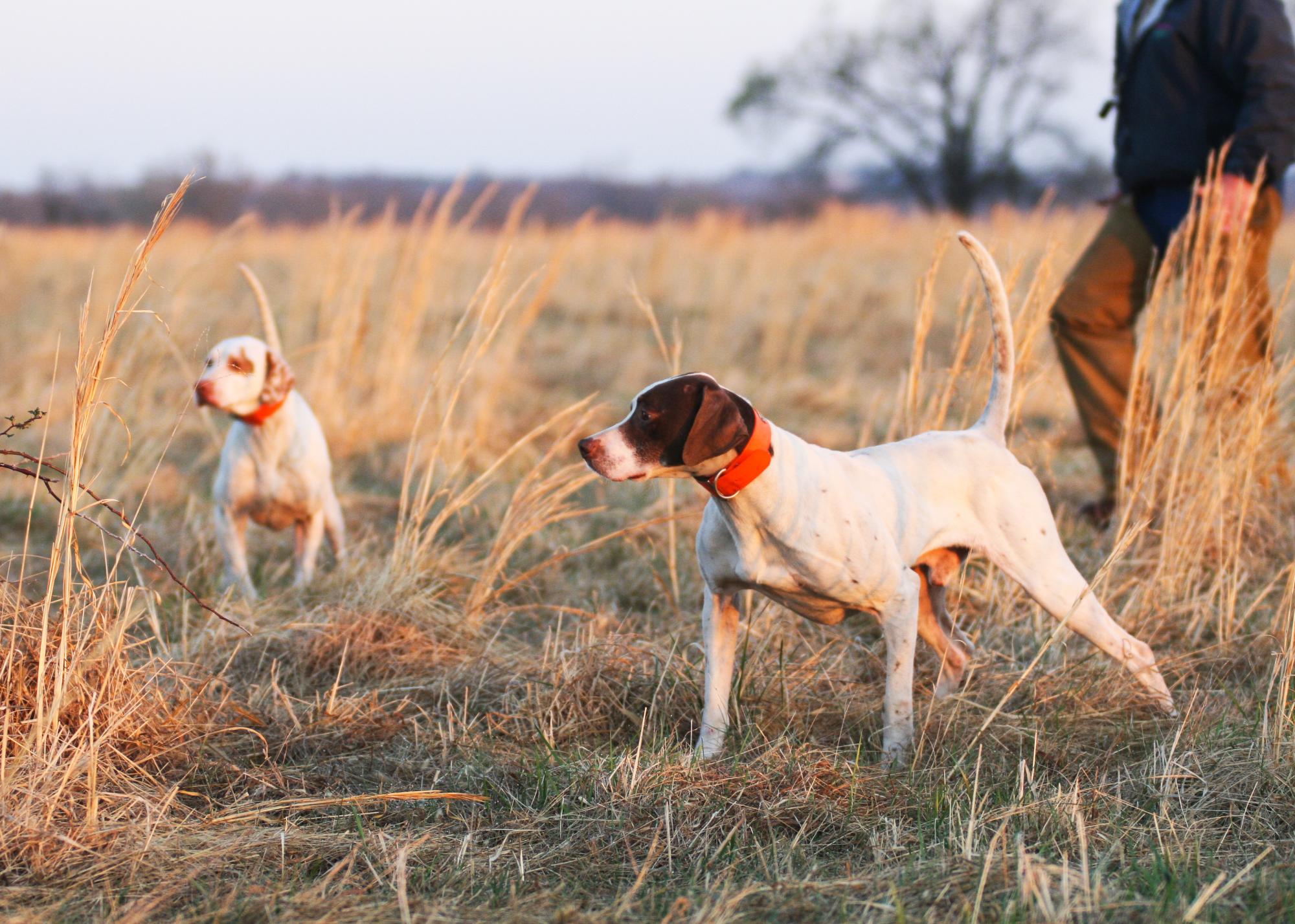 Pointing dogs in the field