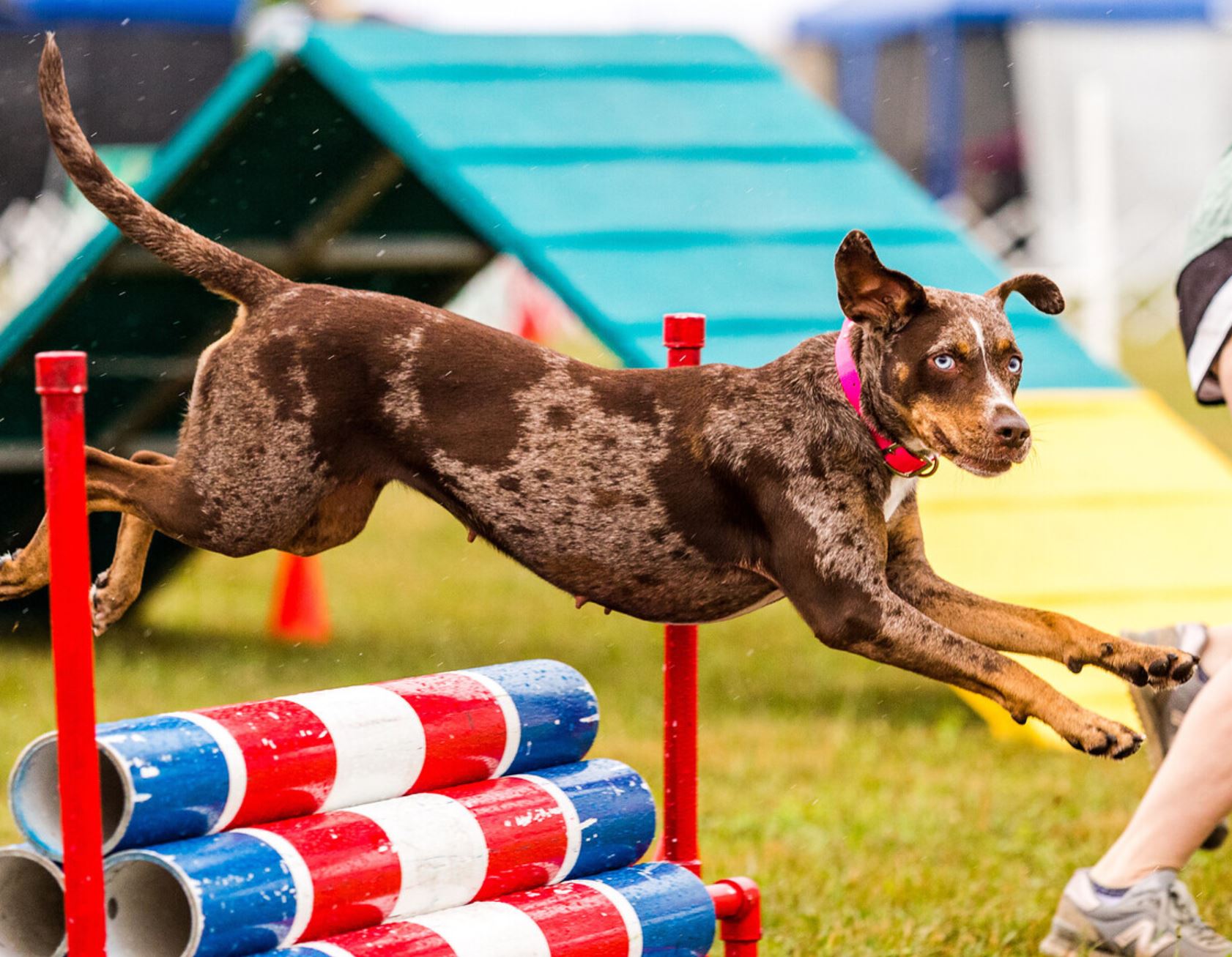 Premier sports agility