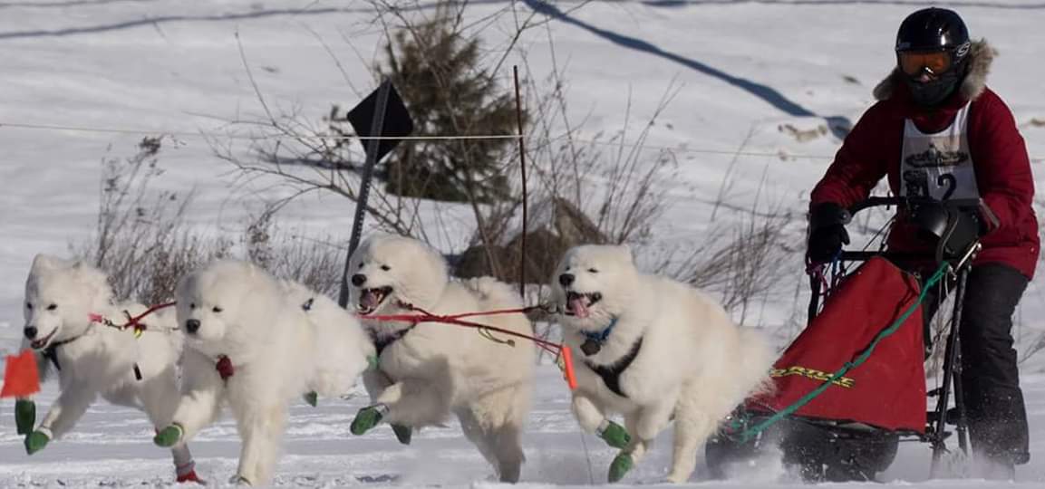 Robin Clark mushing