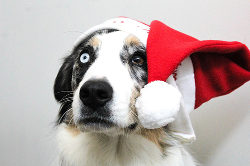 Santa Dog