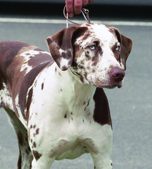 Louisiana Catahoula Leopard Dog, UKC stock photo