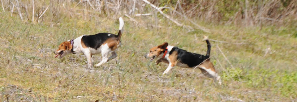 ukc beagle classifieds