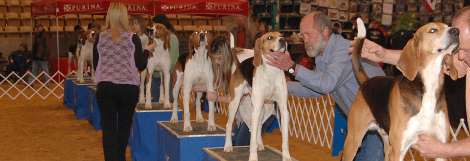 Coonhound Bench Shows