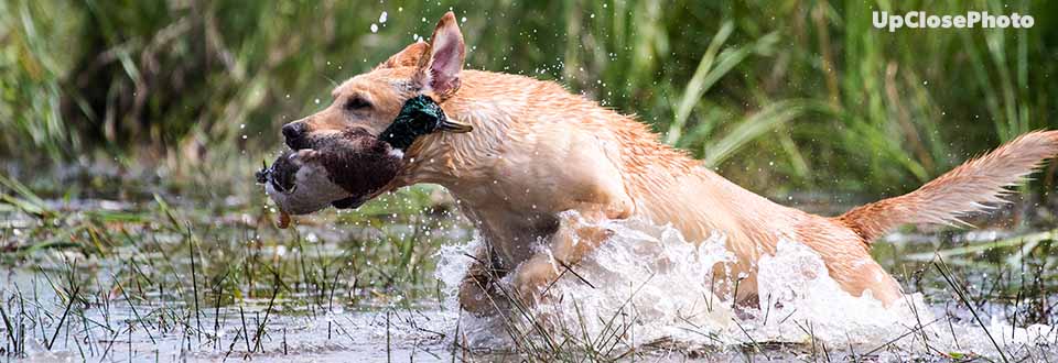 Hunting Retriever