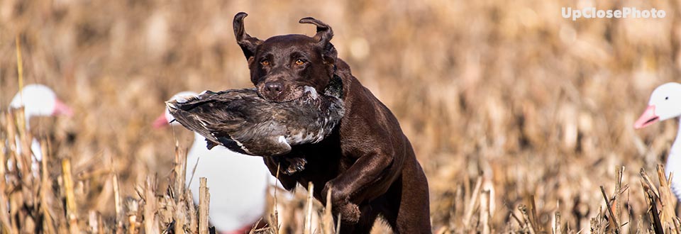 Hunting Retriever