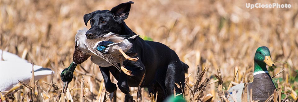 Hunting Retriever