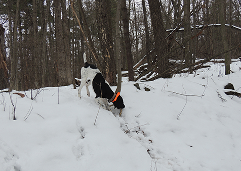 Shed Hunting Photo Credit John Beyer