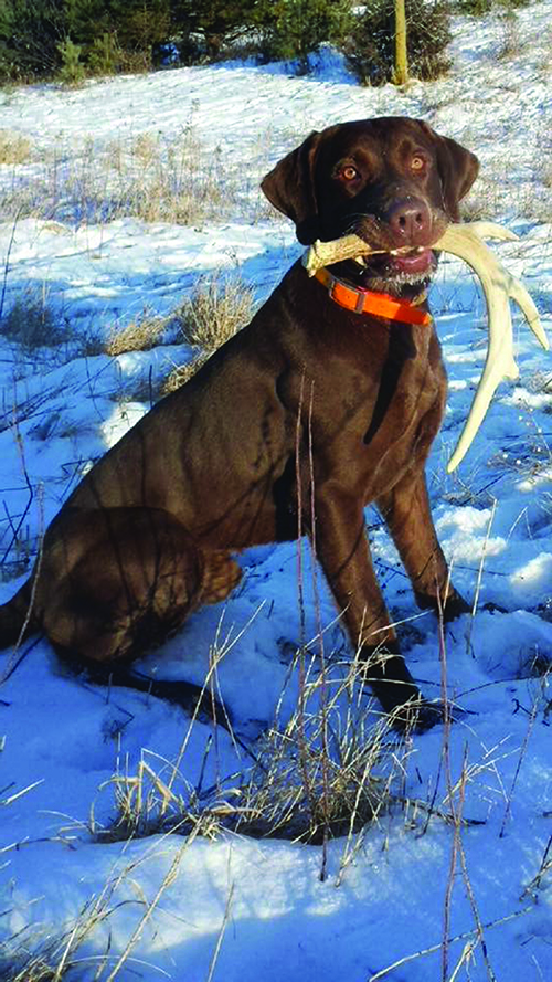 Elite Shed Dog Series. Photo credit Scott Kuchenbecker