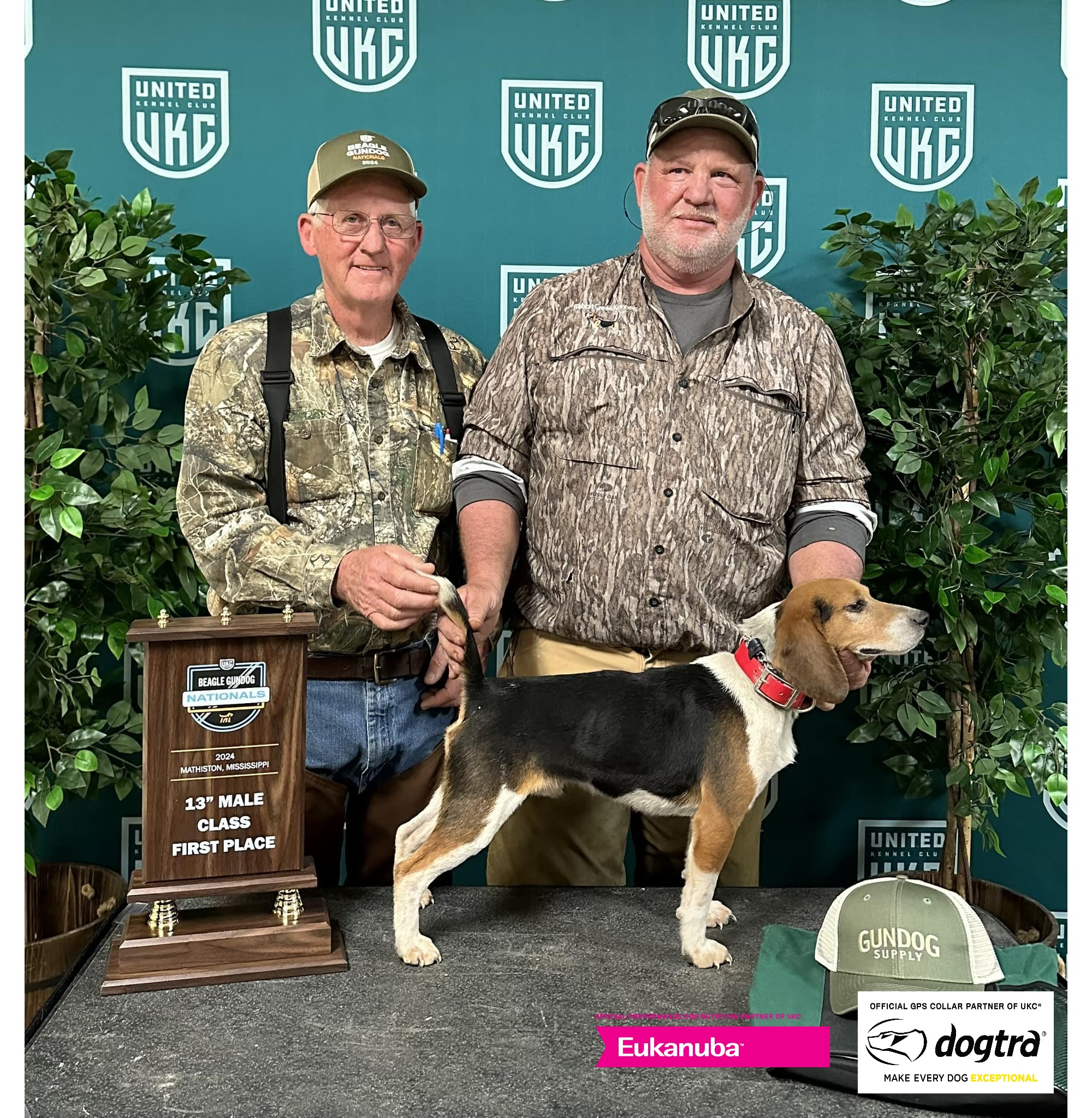 Beagle Gundog 13 Inch Male Winner 2024