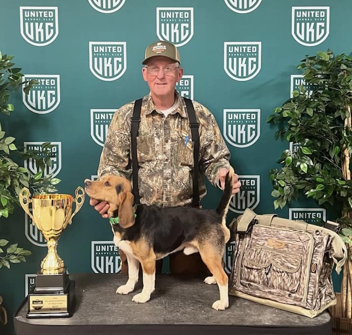 Beagle Gundog 15 Inch Male Show Winner 2024