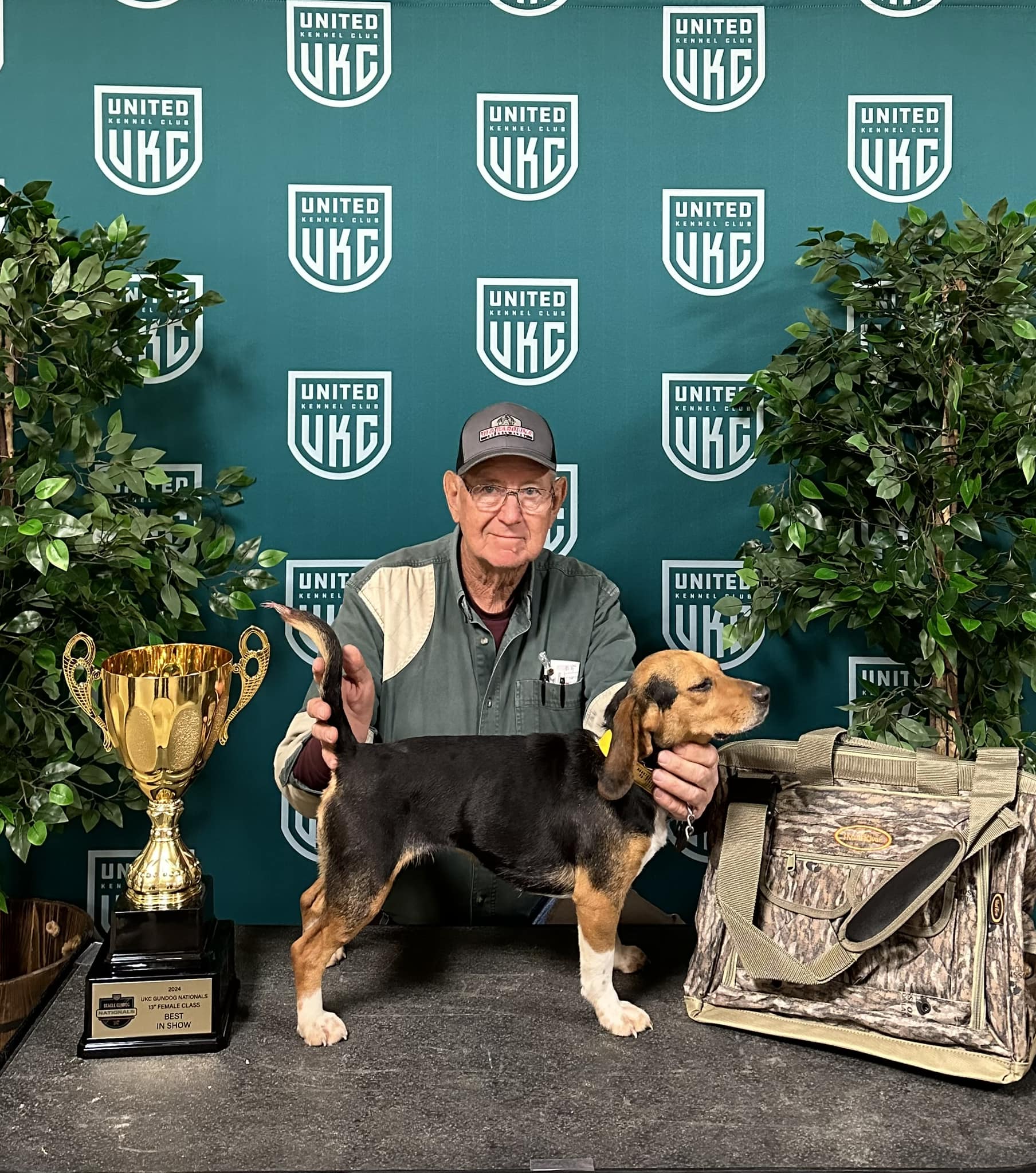 Beagle Gundog 13 Inch Female Show Winner 2024