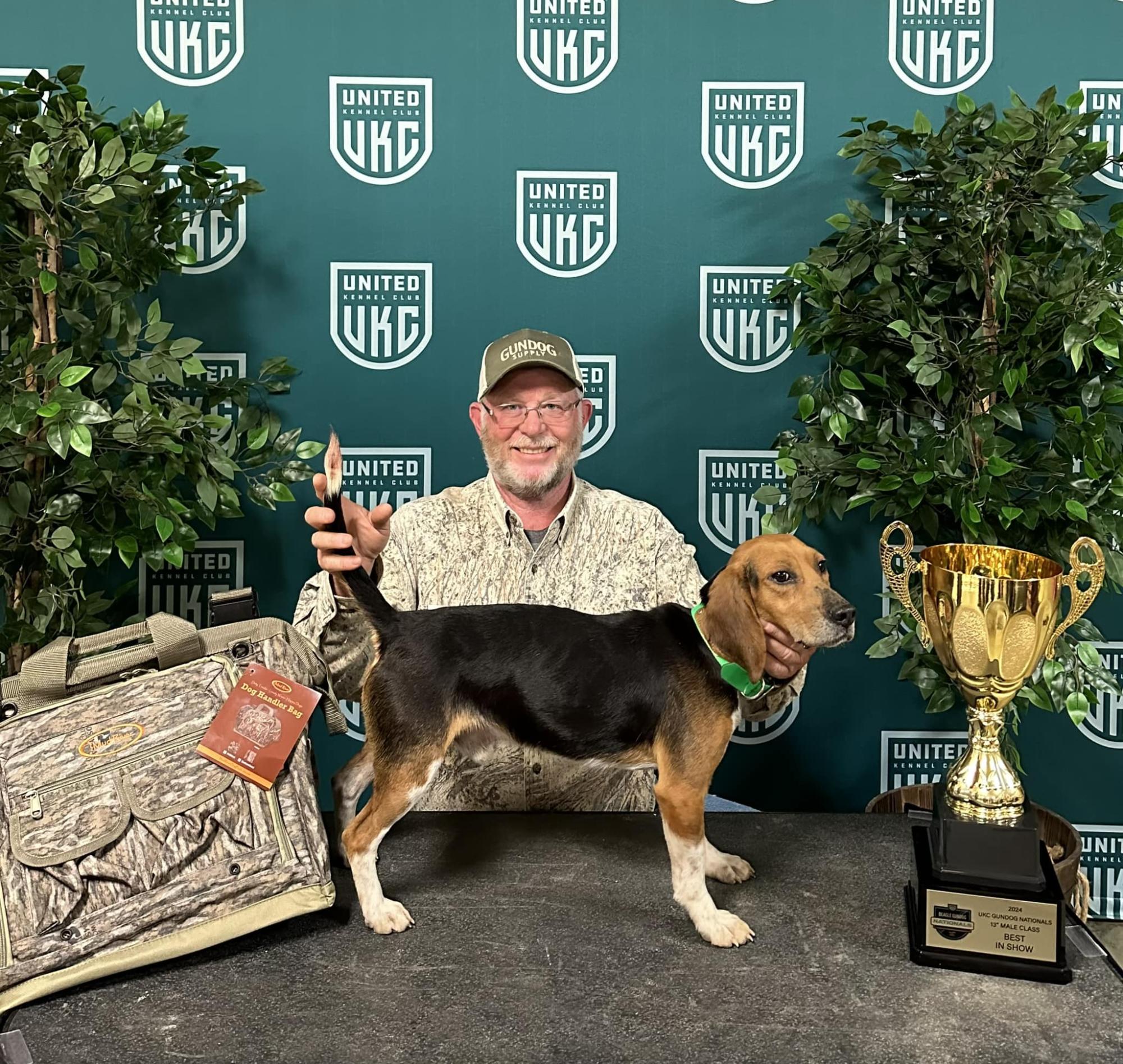 Beagle Gundog 13 Inch Male Show Winner 2024