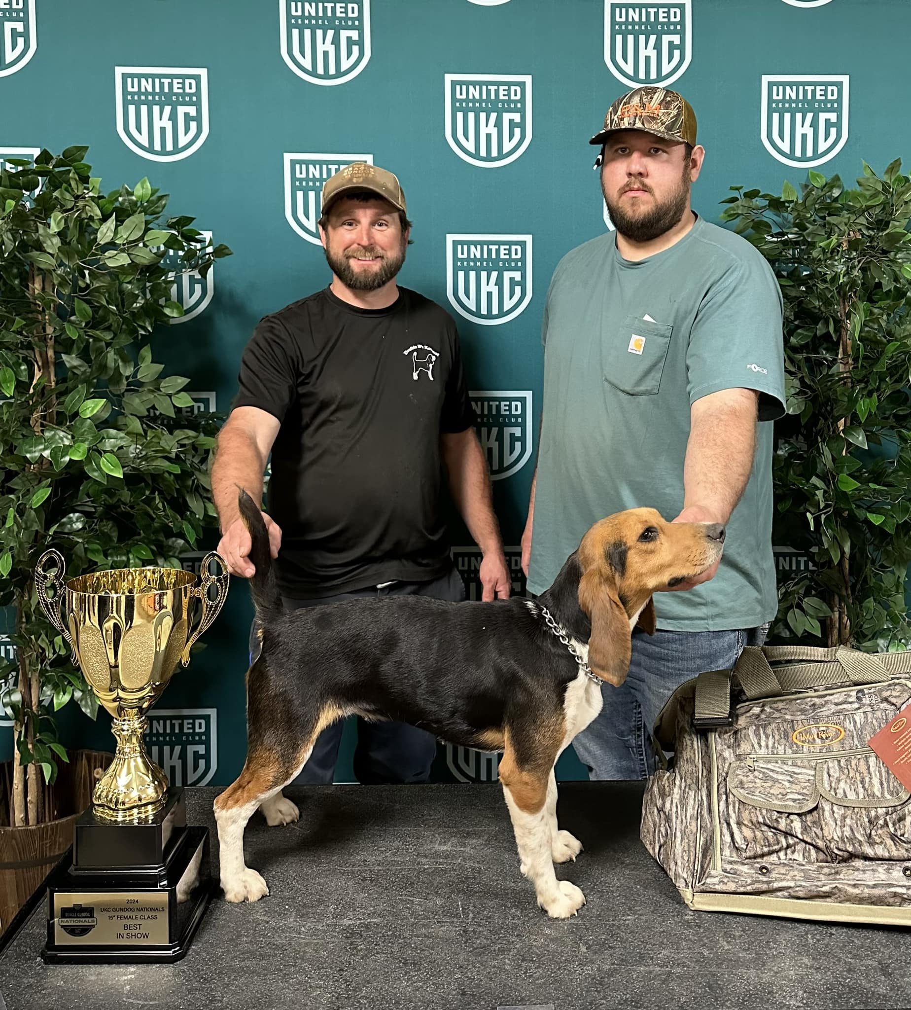 Beagle Gundog 15 Inch Female Show Winner 2024